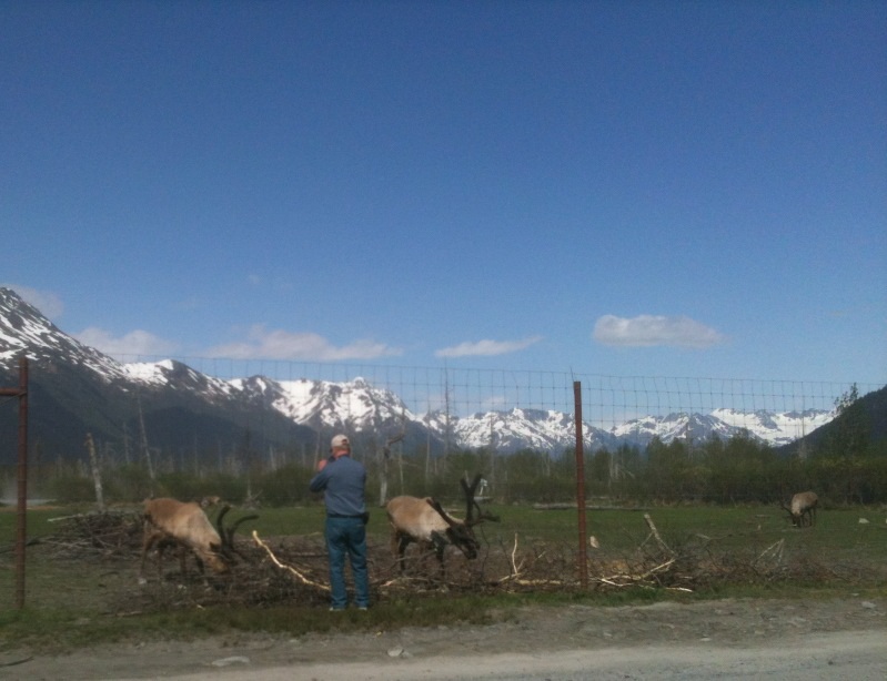 Caribou Exhibit and Guest