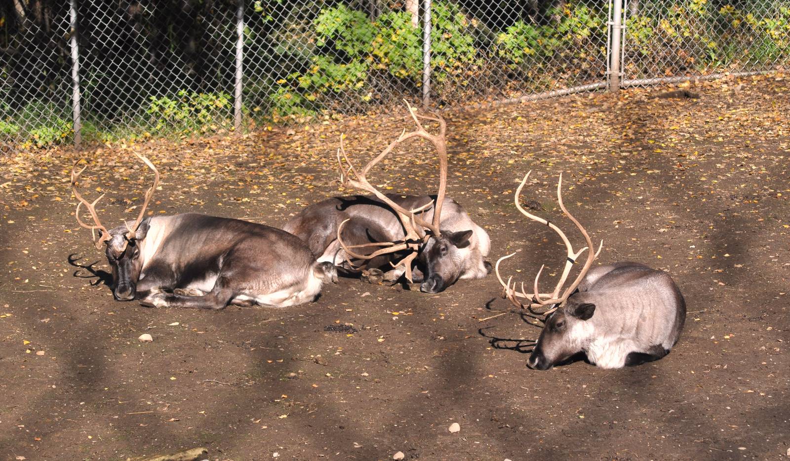 Caribou Exhibit