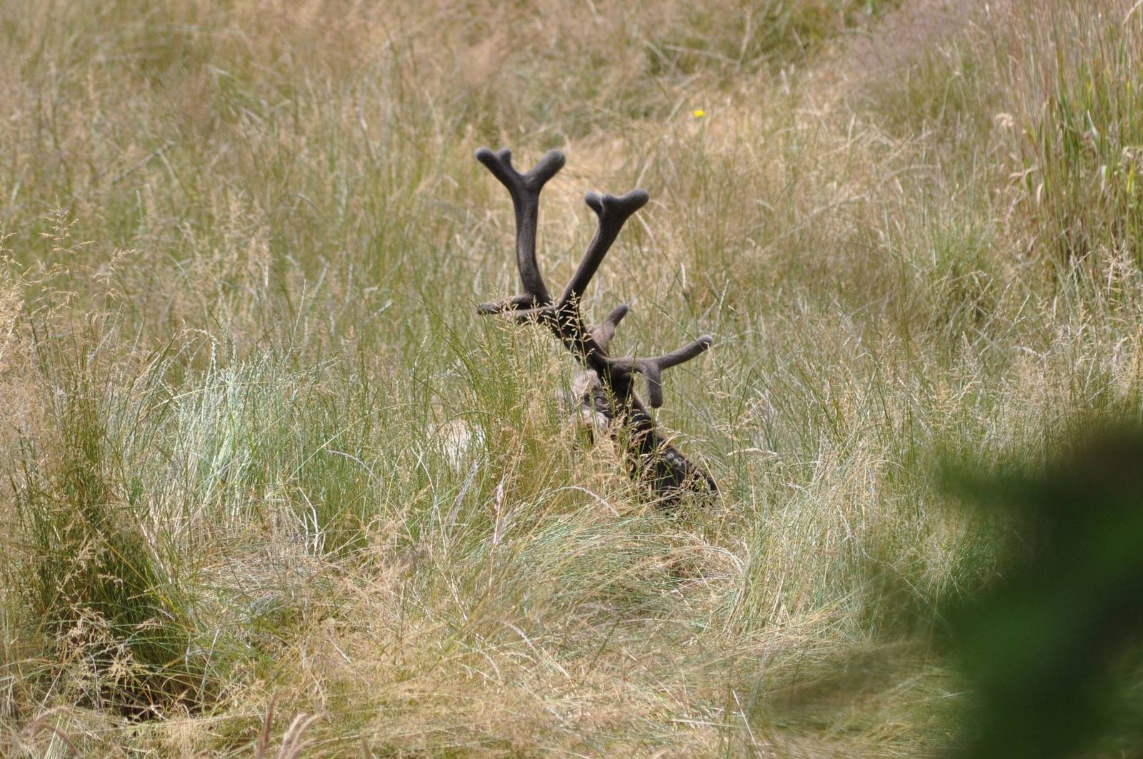 Caribou Exhibit