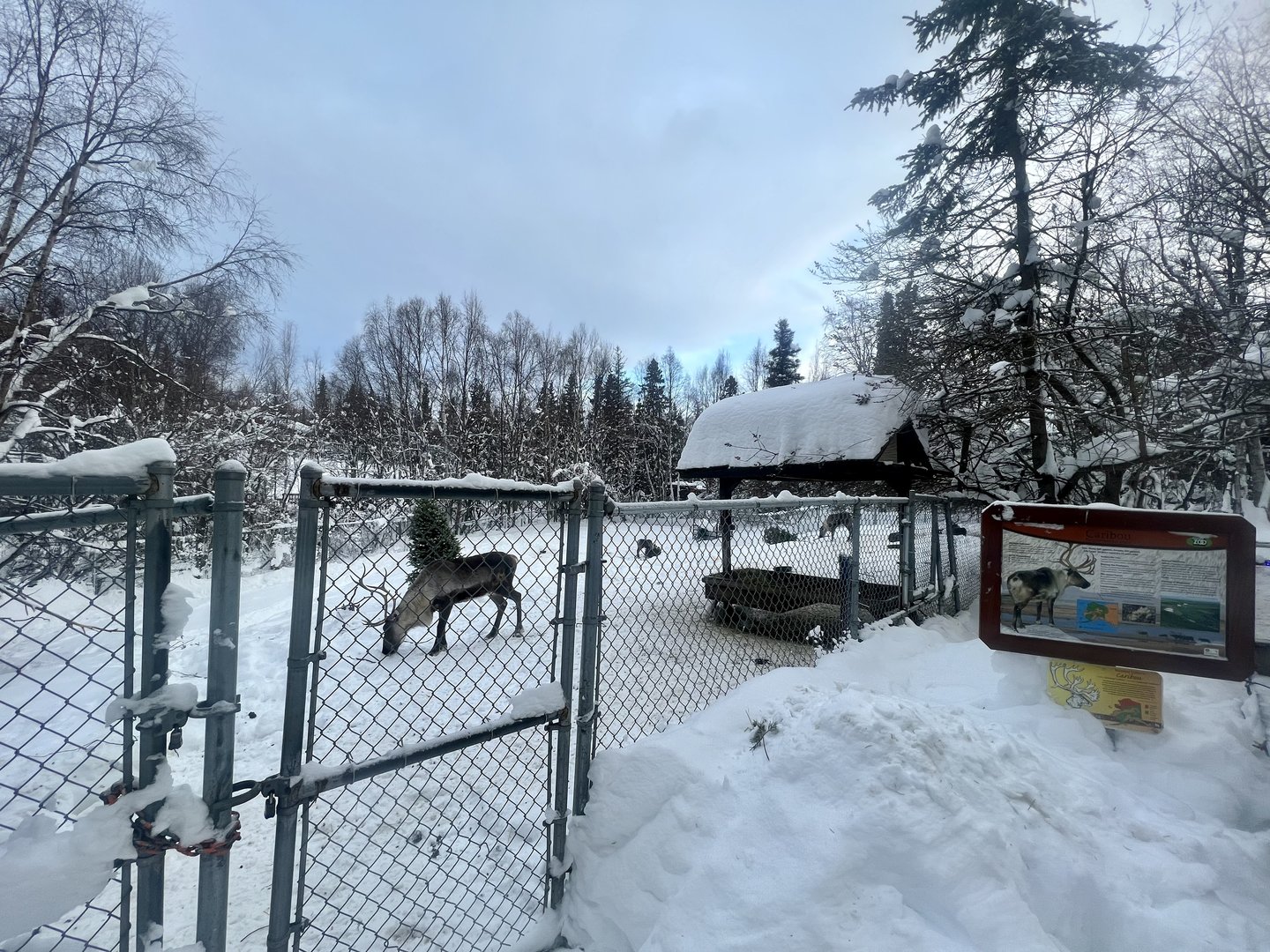 Caribou Exhibit