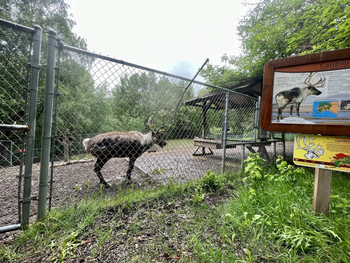 Caribou Exhibit