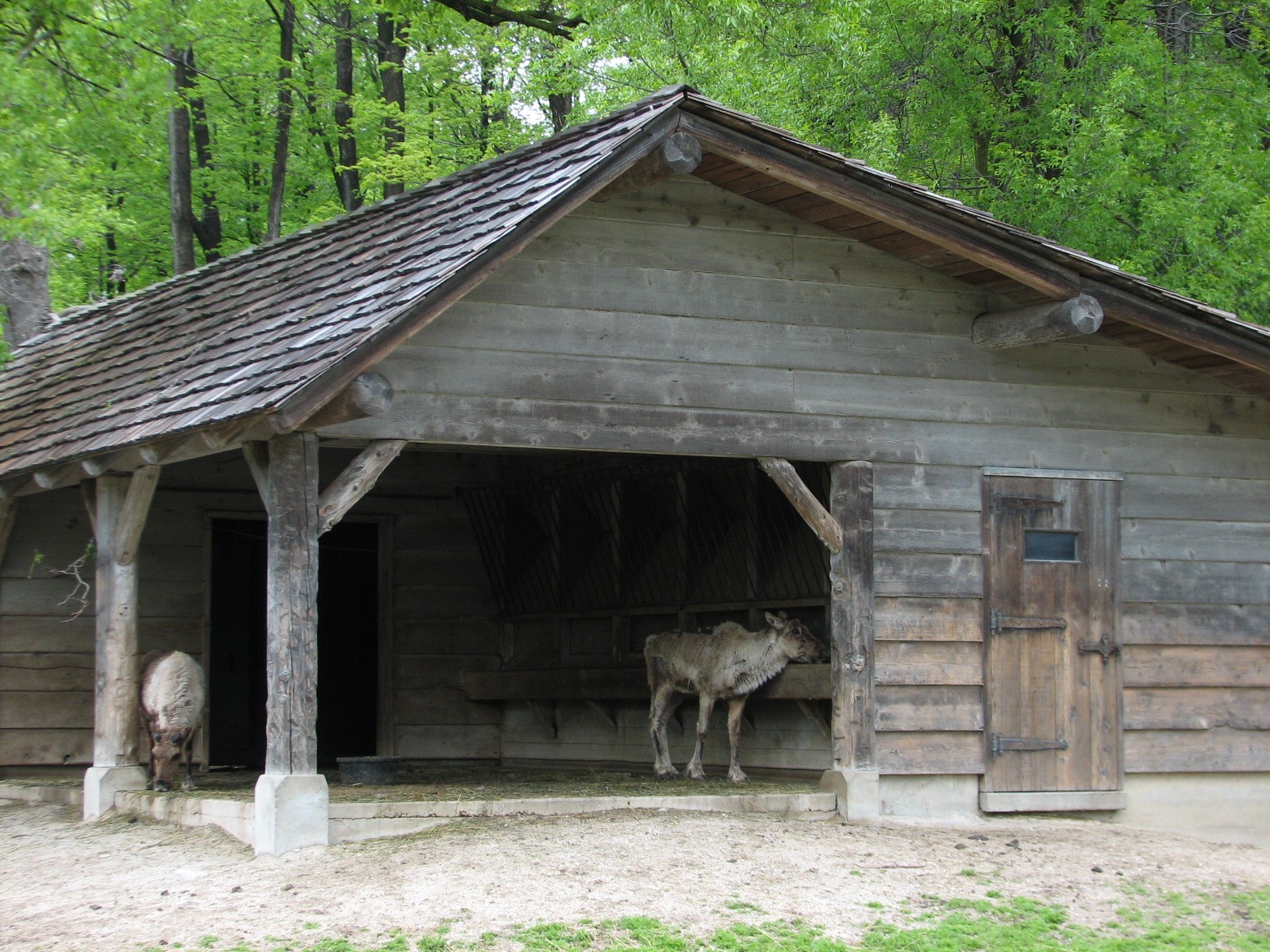 Caribou Exhibit