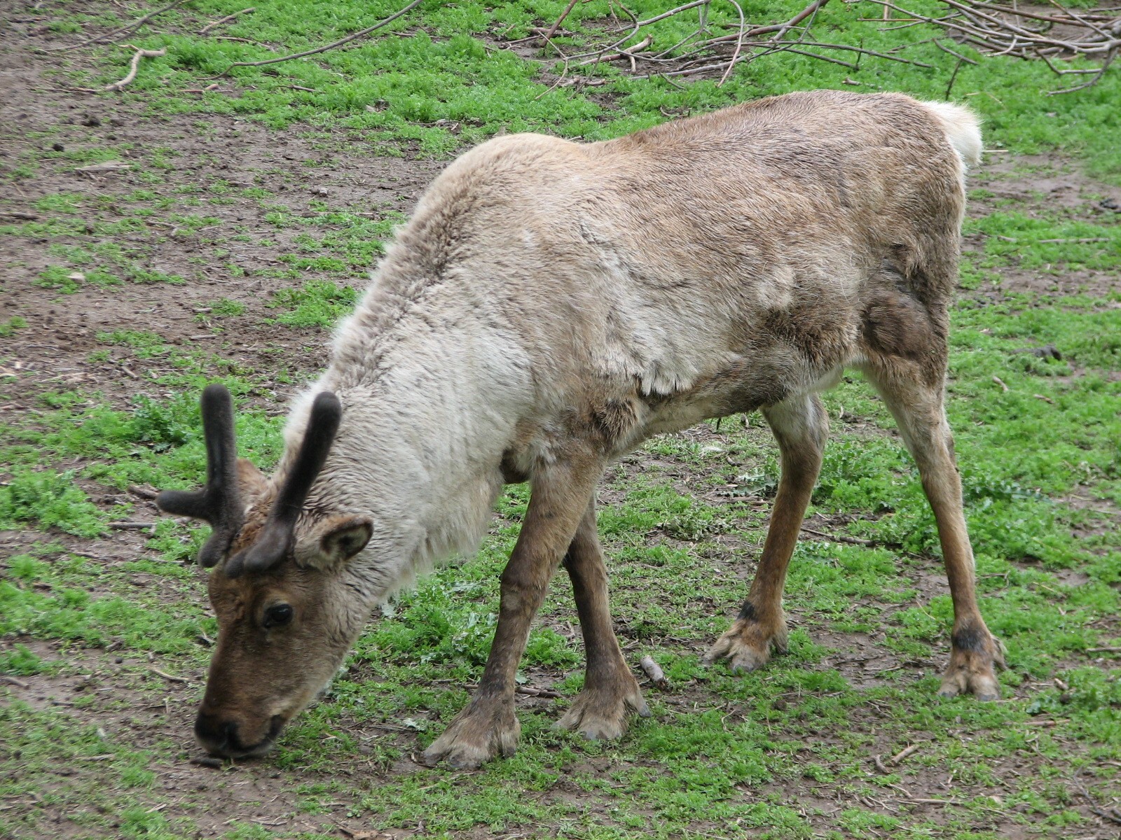 Caribou Exhibit