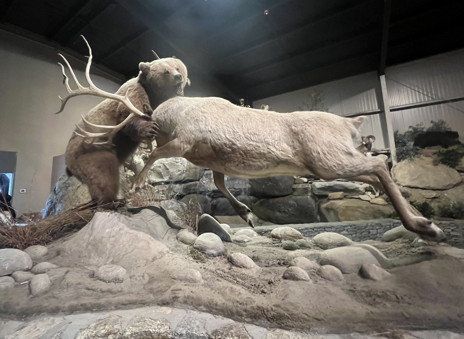 Caribou getting it over with as quickly as possible