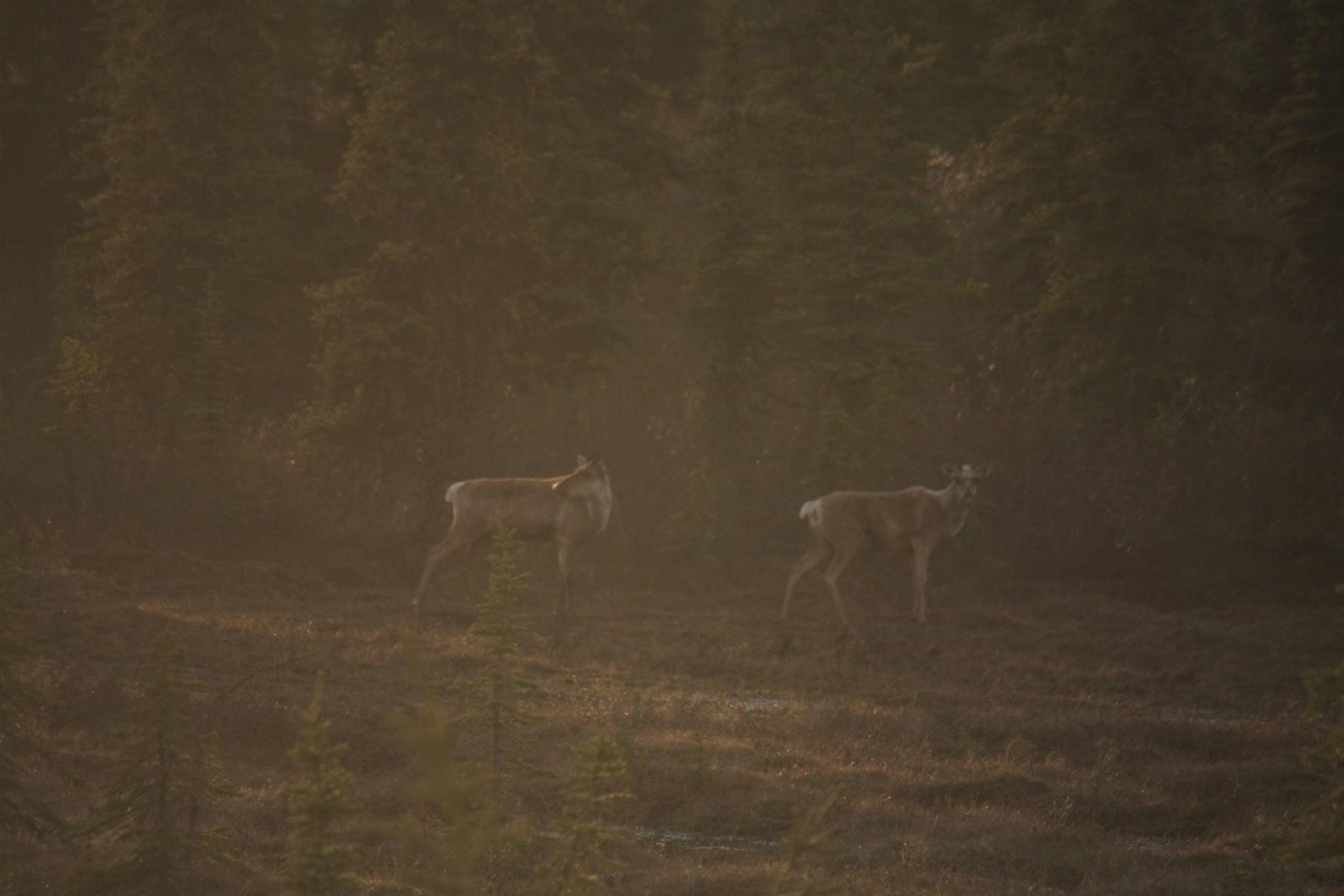 Caribou in the setting sun - Alaska