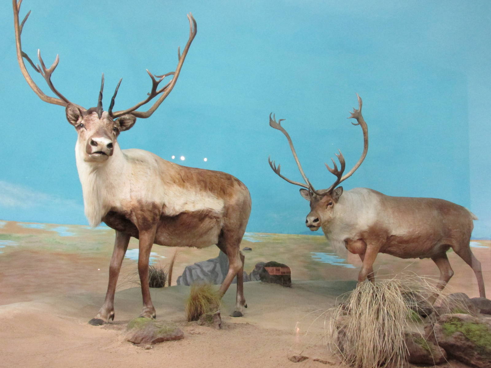 caribou museo de historia natural