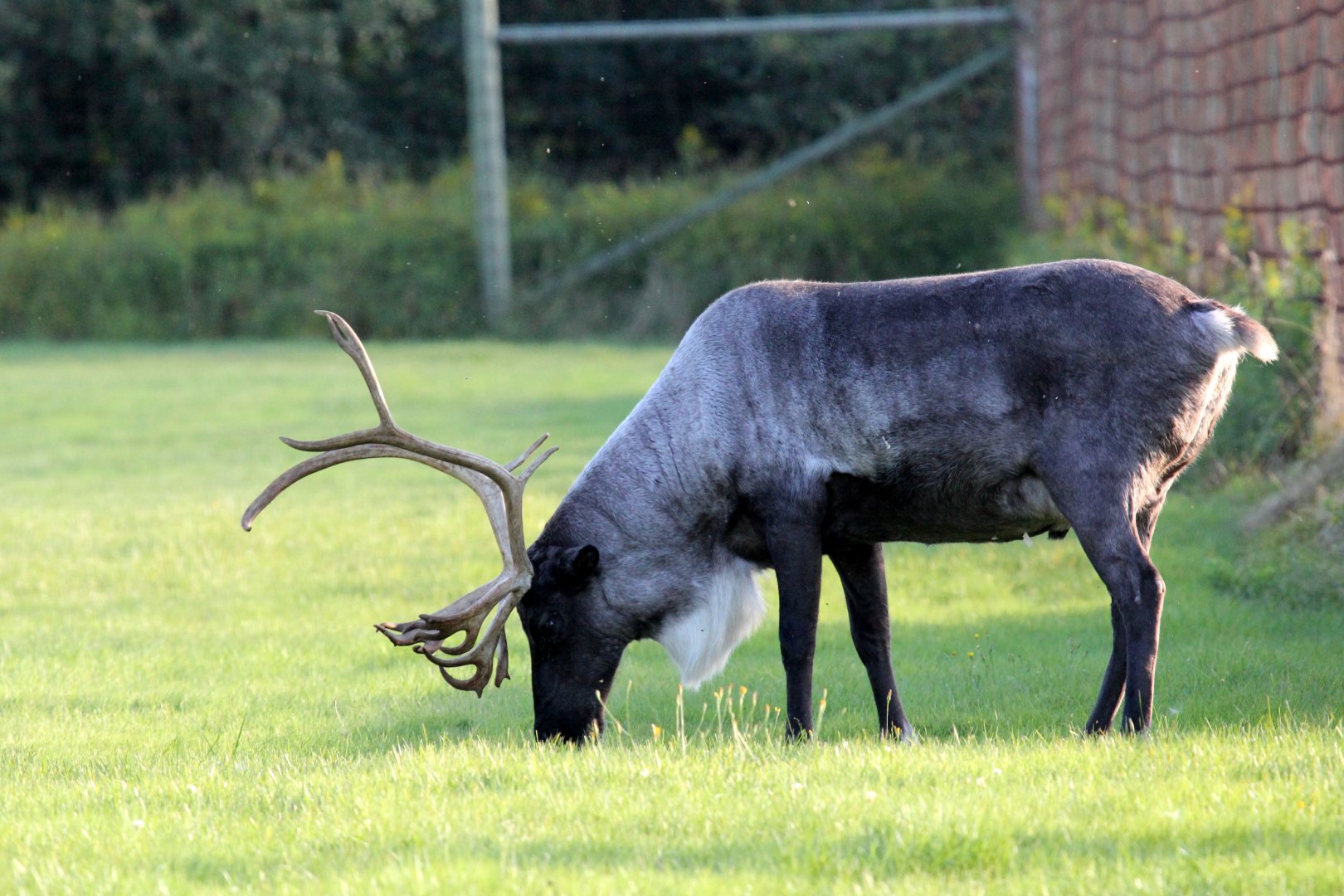caribou (Rangifer tarandus)