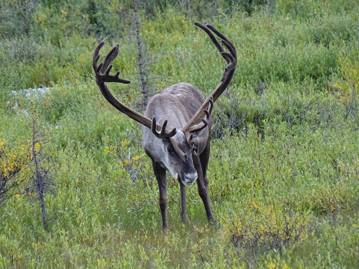 Caribou (Rangifer tarandus)