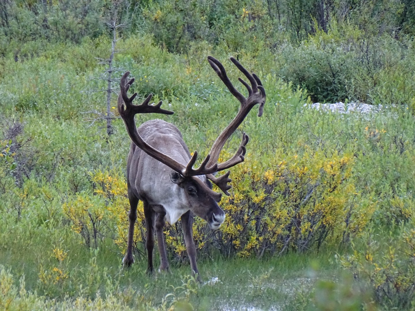 Caribou (Rangifer tarandus)