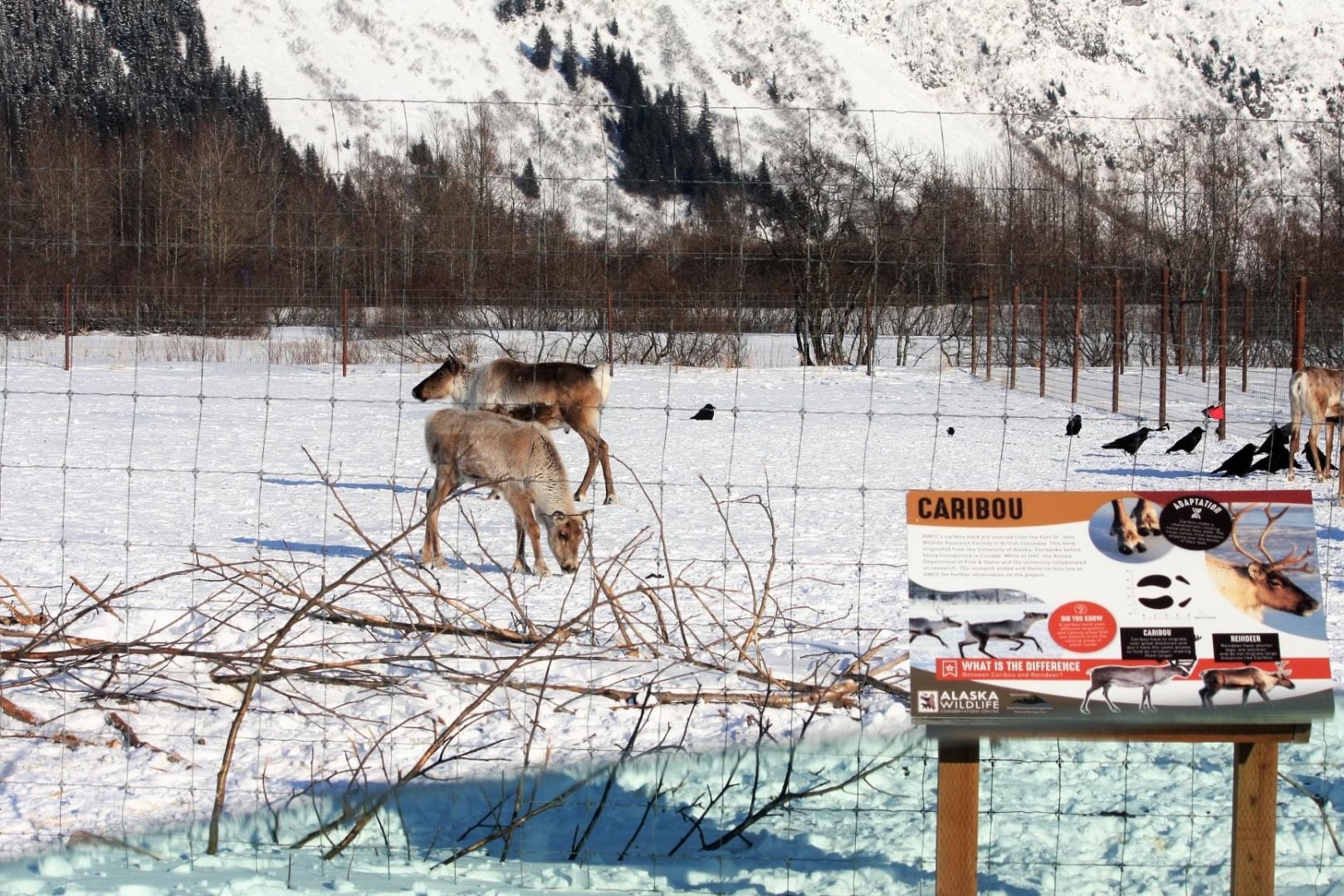 Caribou, Ravens, and Magpies
