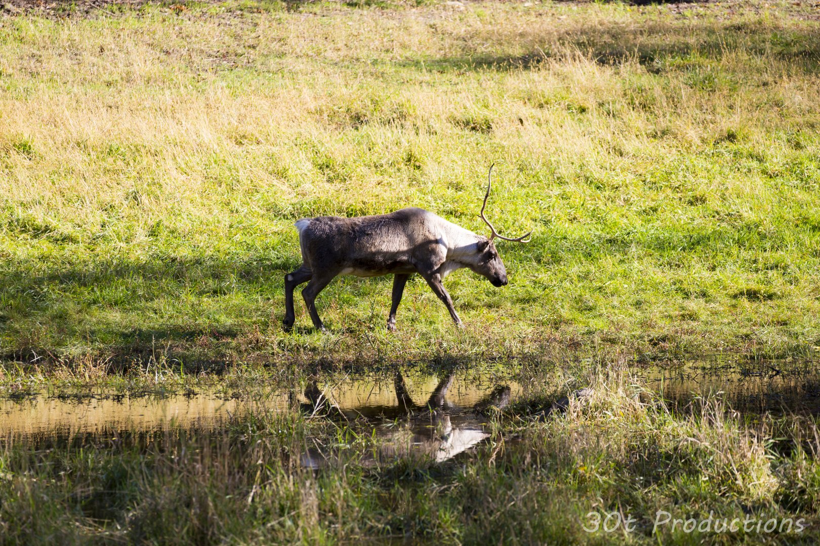 Caribou reflection