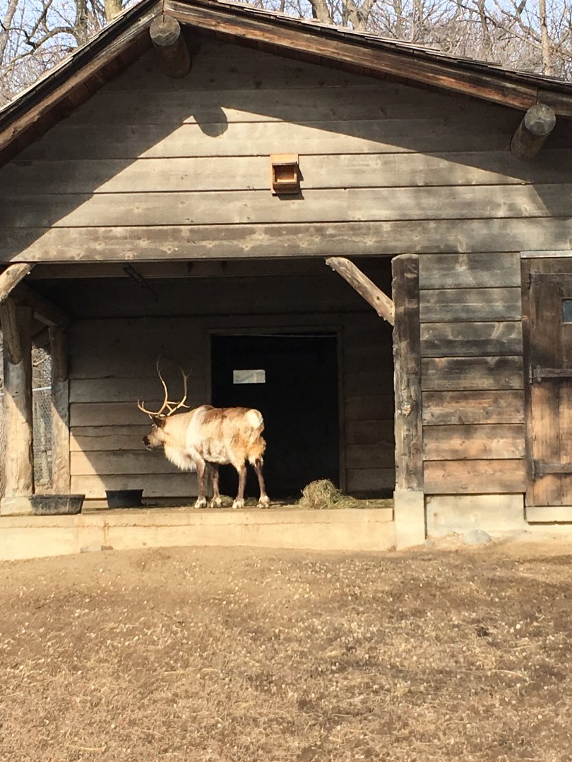 Caribou/Sandhill crane shelter