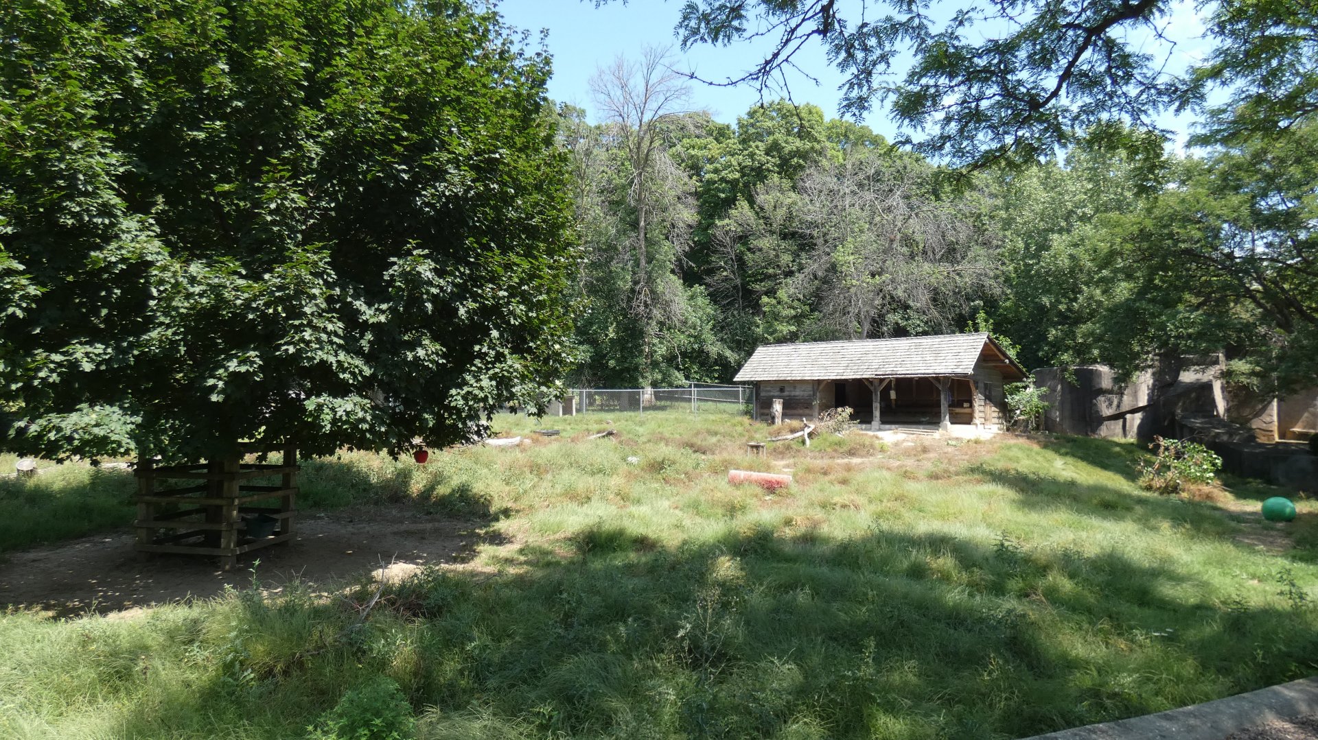 Caribou/Sandhill Crane Yard - Aug. 2021