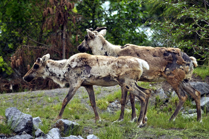 Caribou sat Hannovers Yukon Bay.