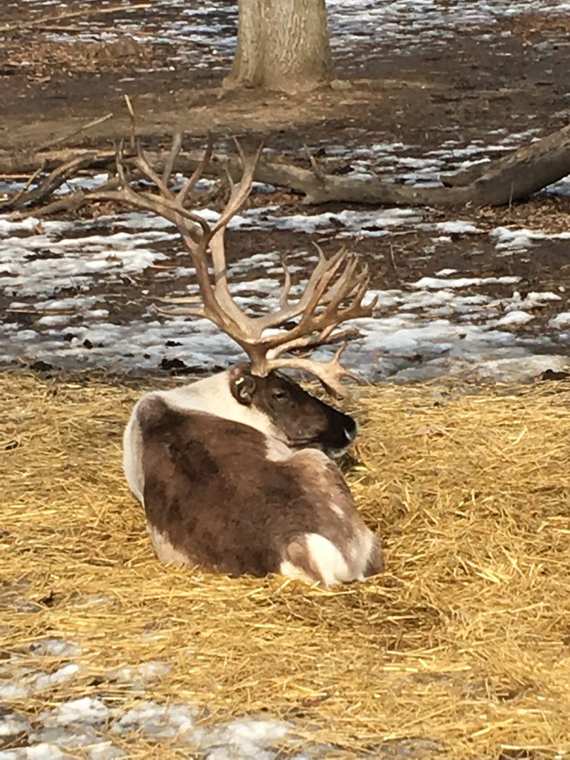 Caribou