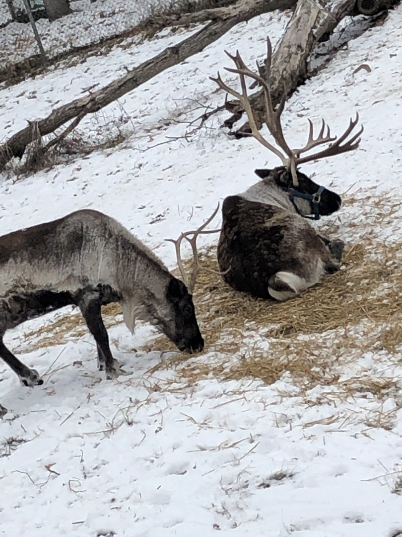 Caribou