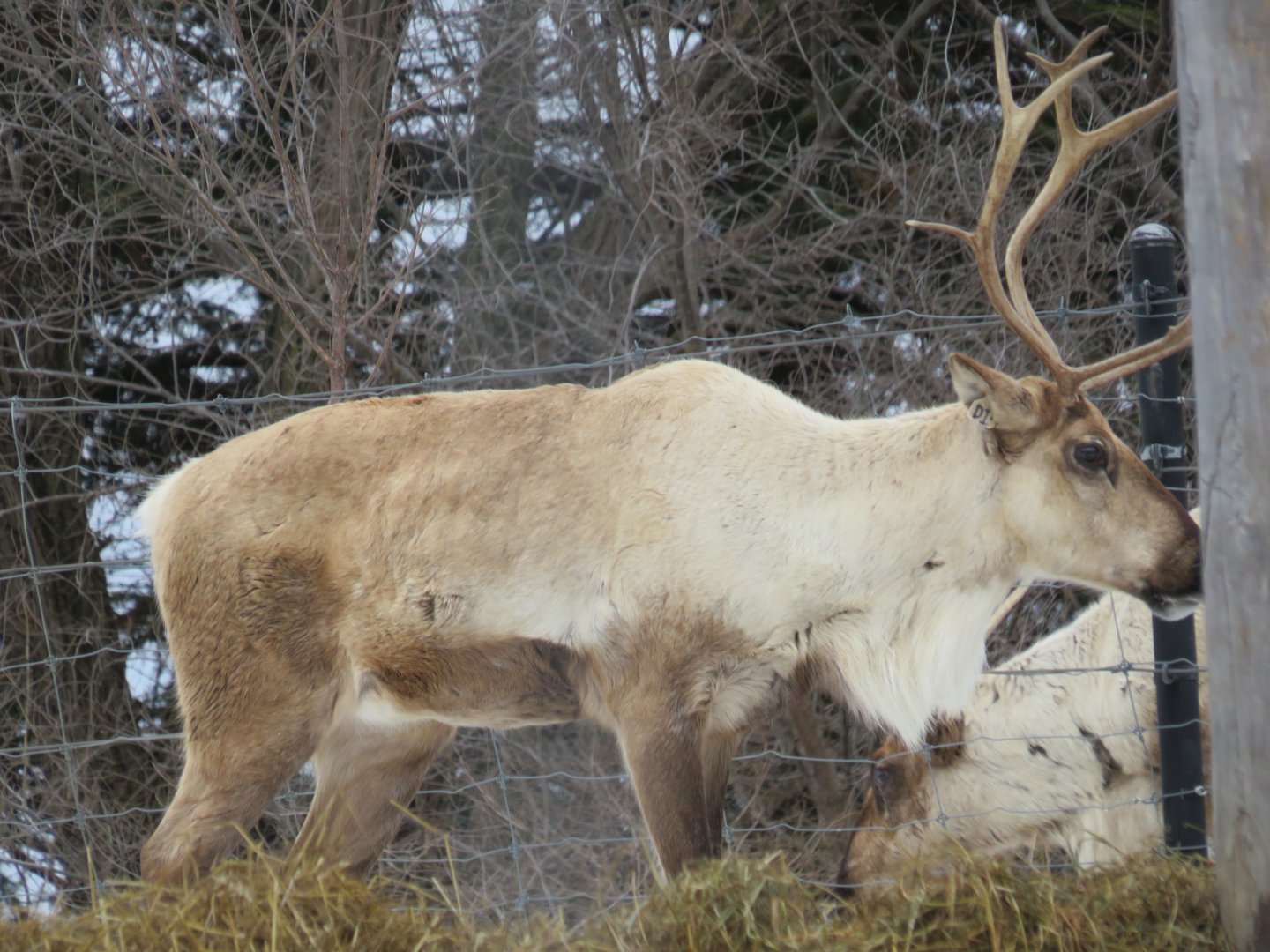 Caribou