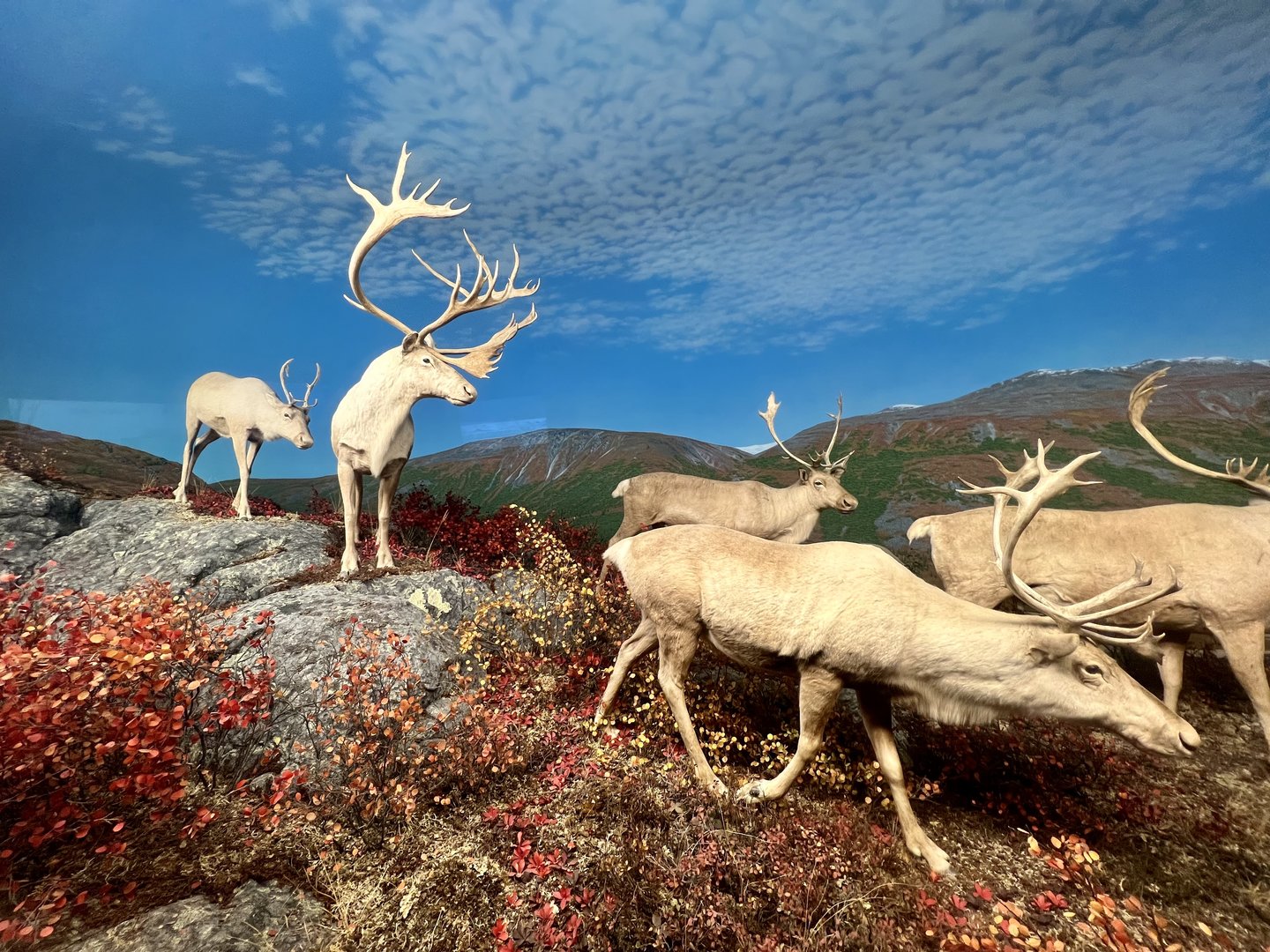 Caribou