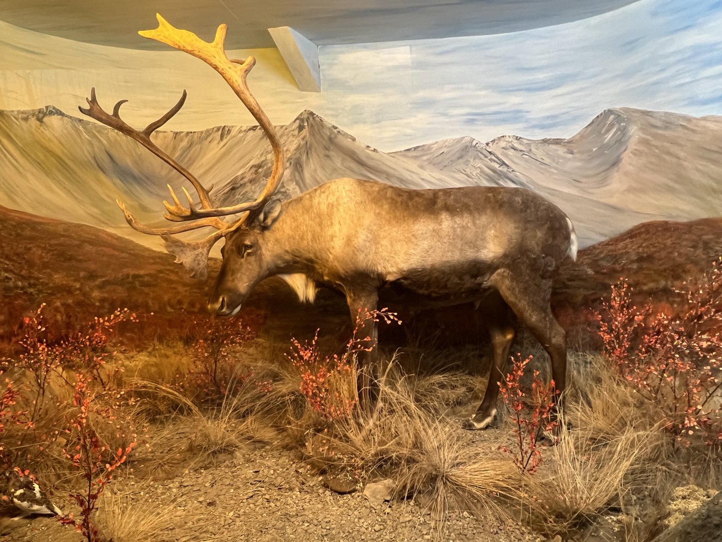 Caribou