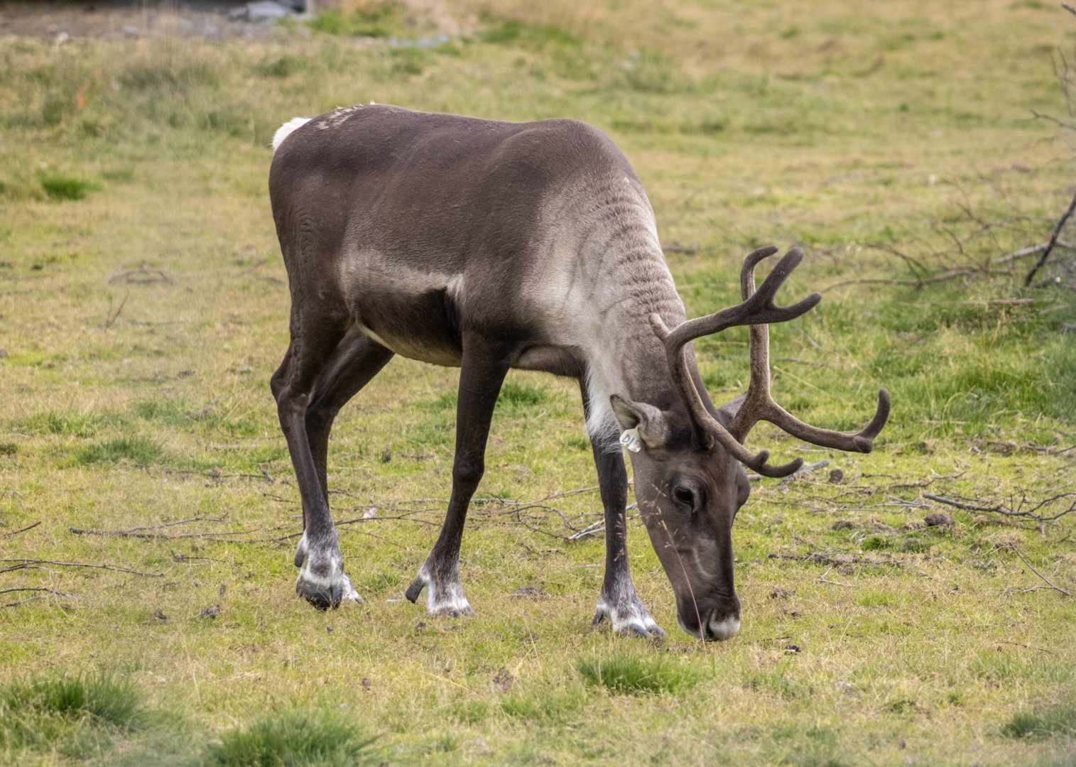Caribou