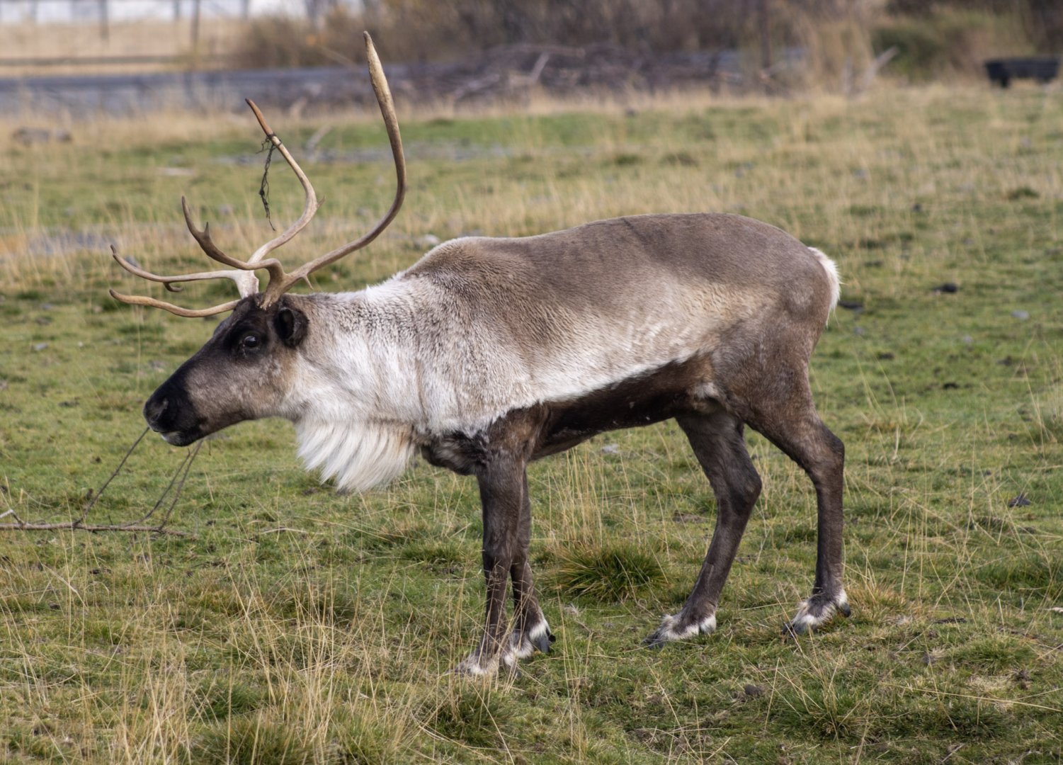 Caribou