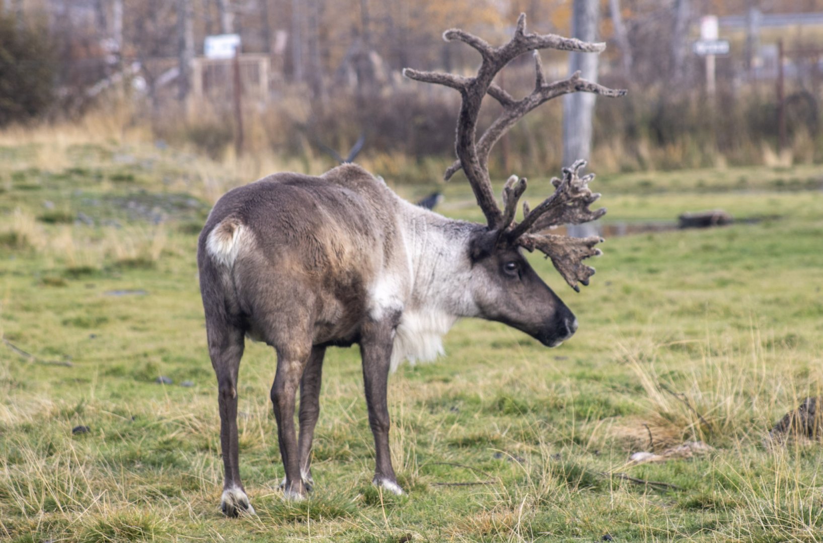 Caribou