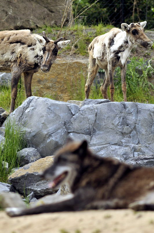 Caribous and wolf at Hannovers Yukon Bay.