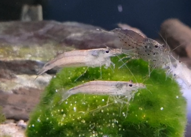 Caridina multidentata
