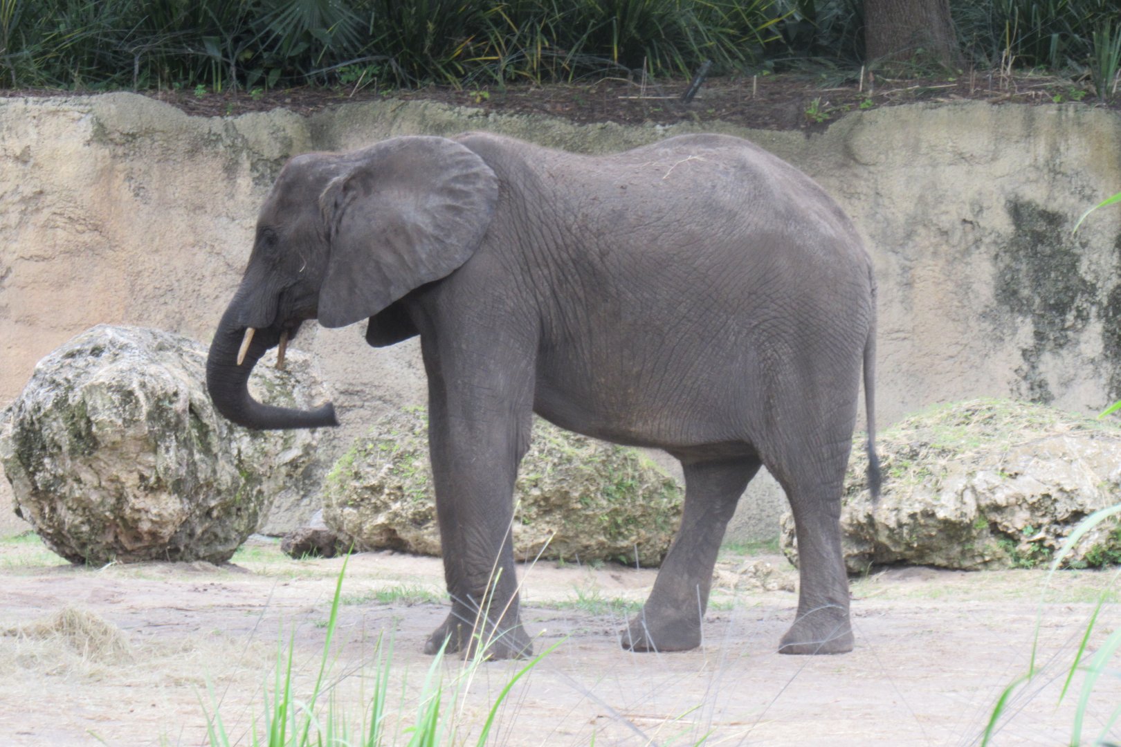 Caring for giants tour