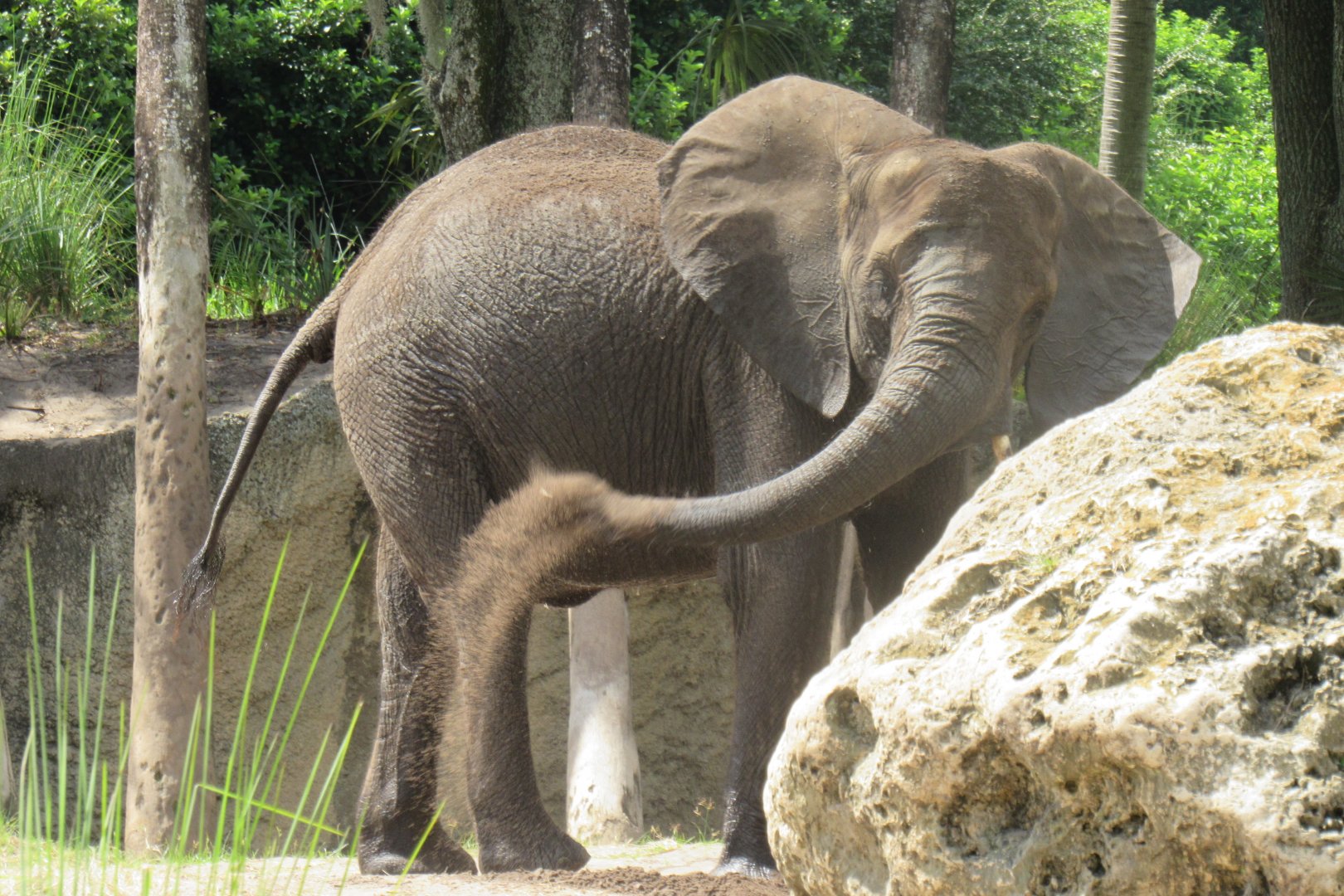 Caring for giants tour