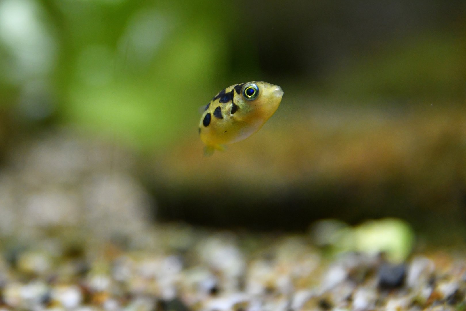 Carinotetraodon travancoricus