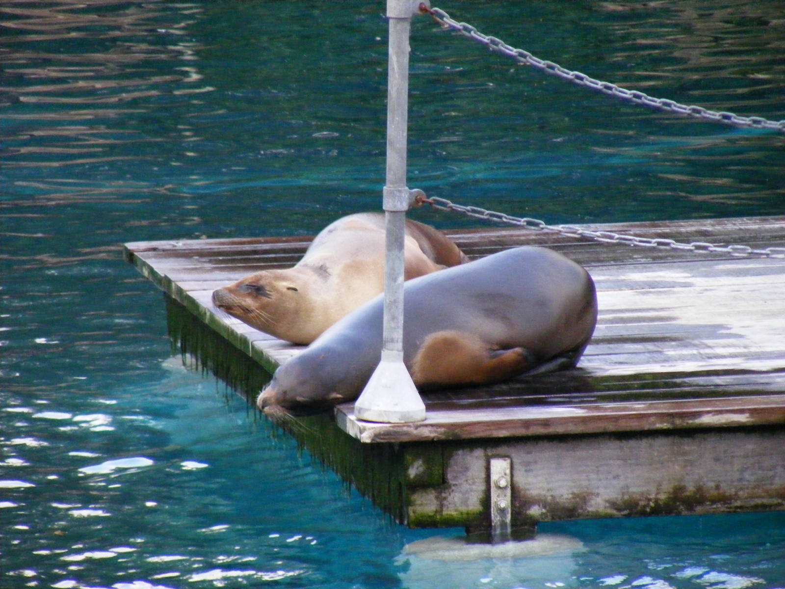 Carla and Ariel the Californian sea lions at Chessington Zoo, 25 June 2010