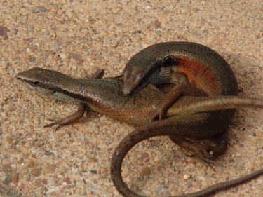Carlia rostralis mating, Cooktown