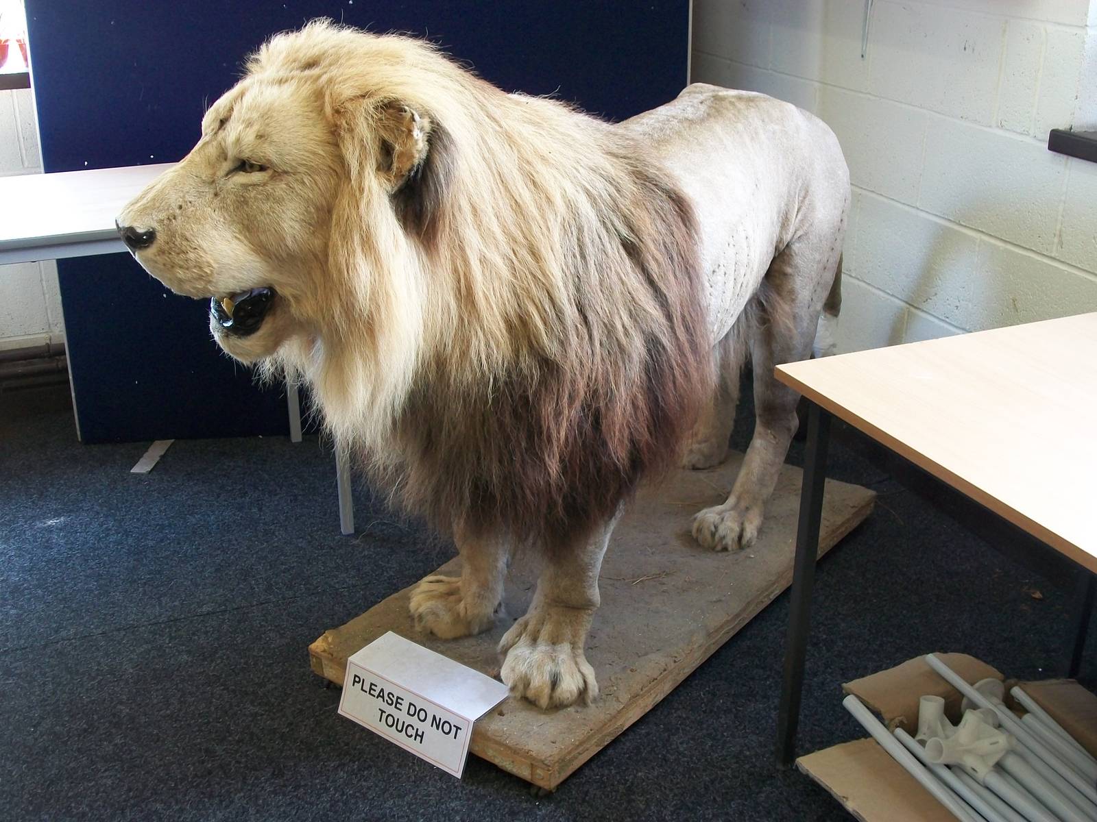 Carlon is still serving the zoo, 4th August 2014