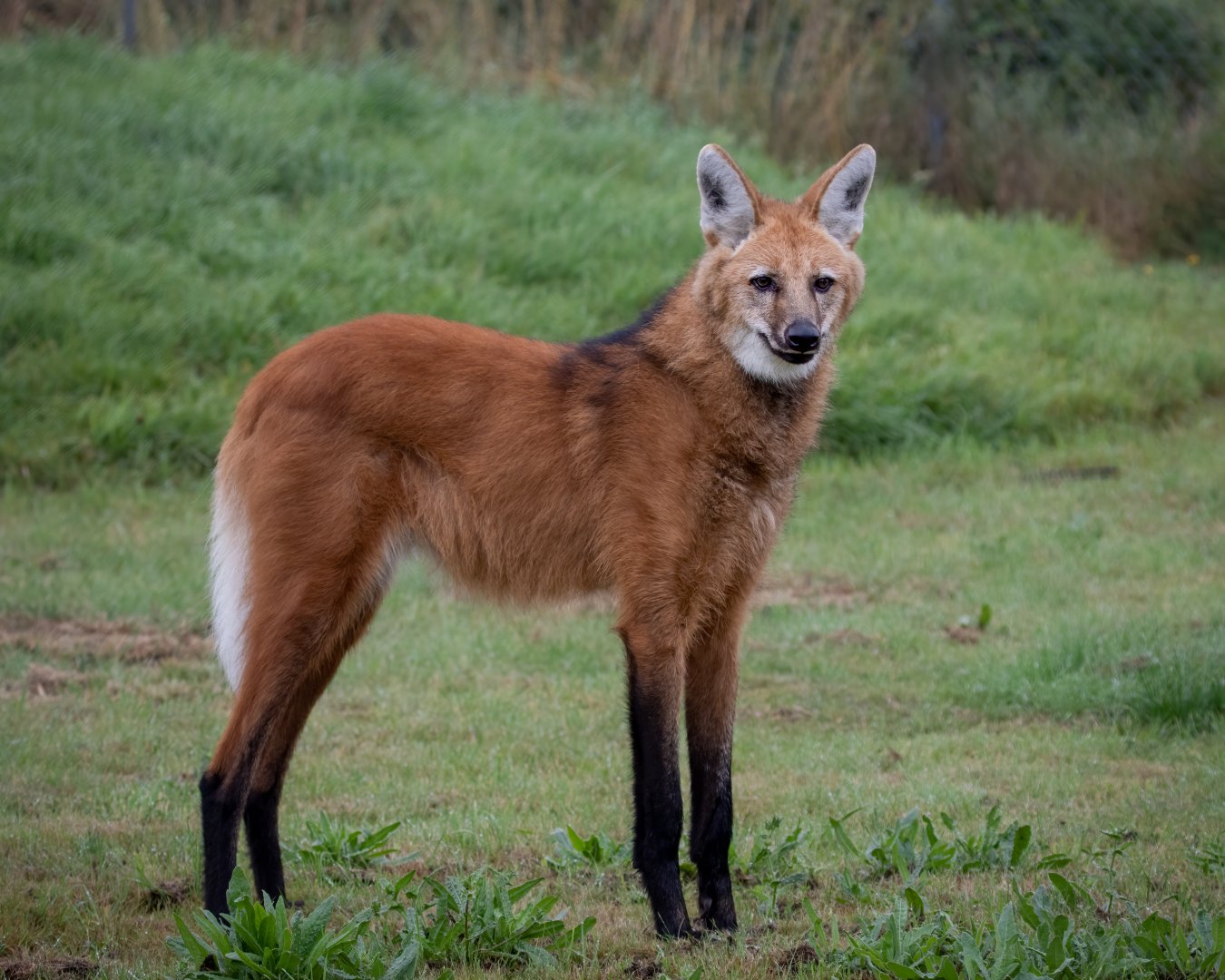 Carlos - Maned Wolf / Hamerton / 15-8-20