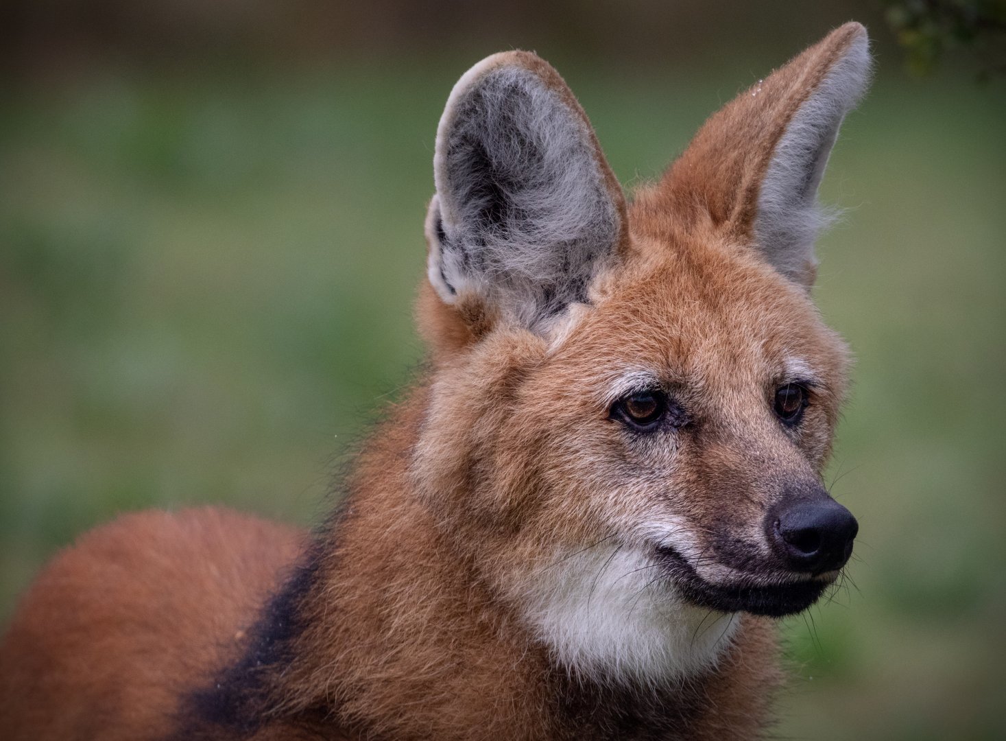 Carlos - Maned Wolf portrait / Hamerton / 15-8-20