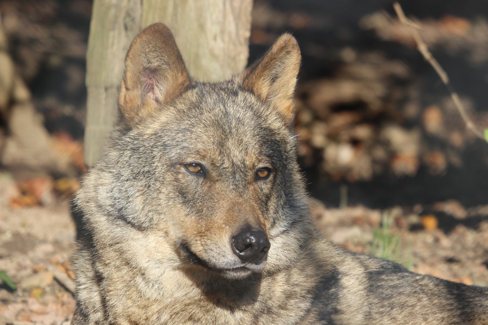 Carlos the Iberian Wolf