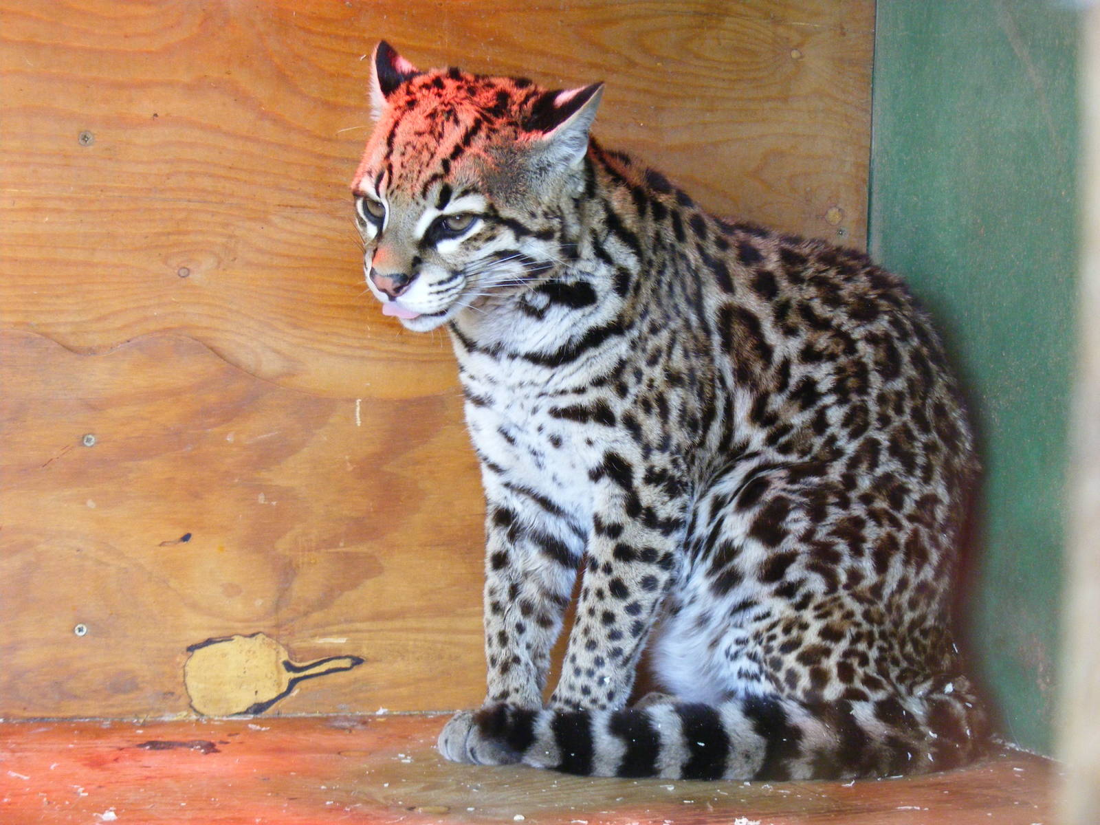 Carlos the ocelot at Folly Farm Zoo, 2 May 2010