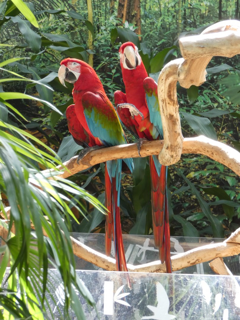 Carmen & Maria (Red-and-green macaw)