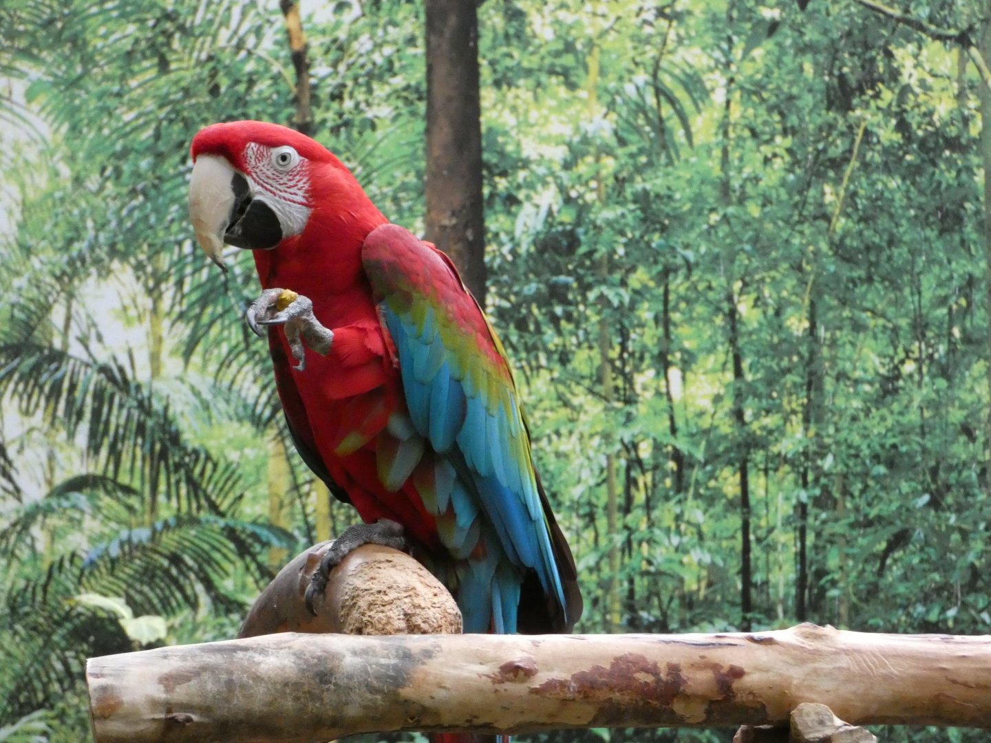 Carmen or Maria (Green-winged macaw)
