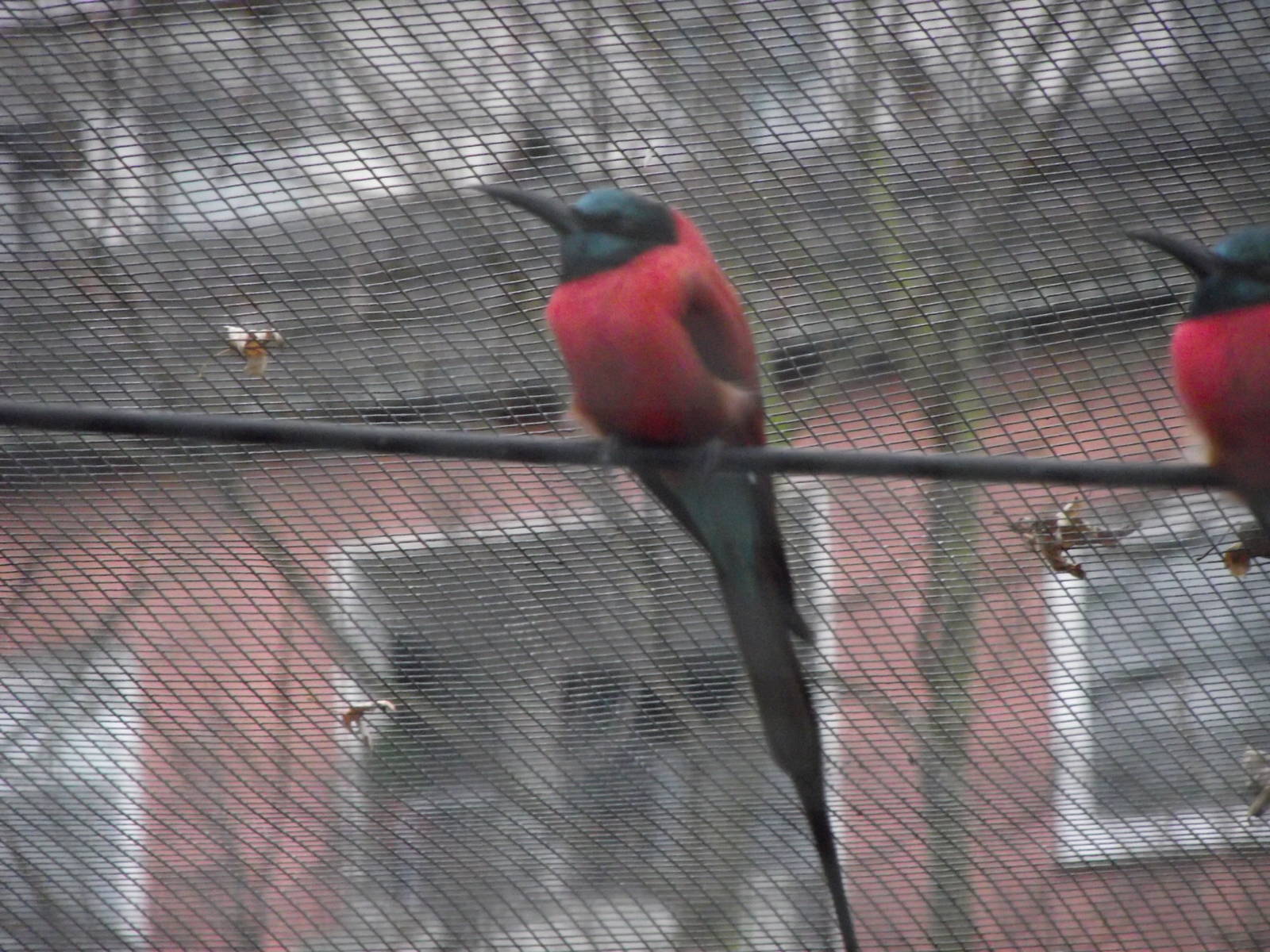 carmine bee-eater 041211