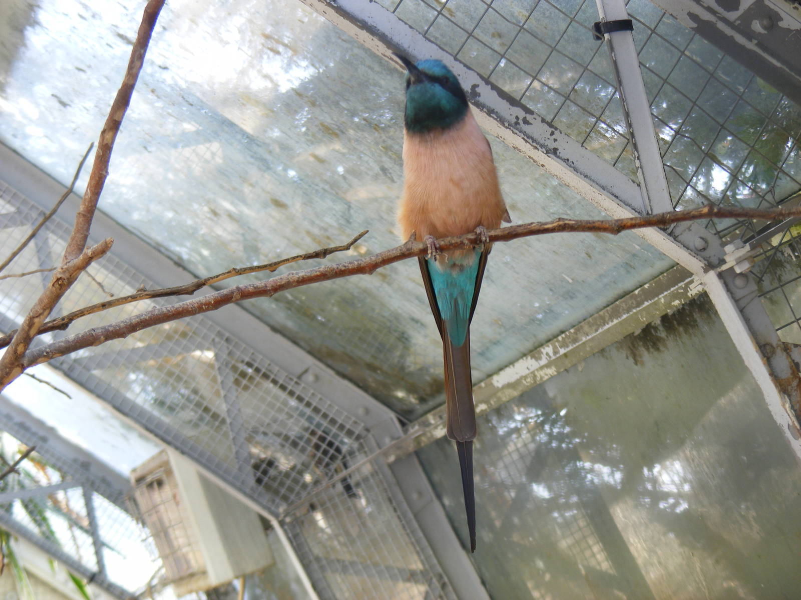 Carmine bee-eater at Birdland, 22 April 2011