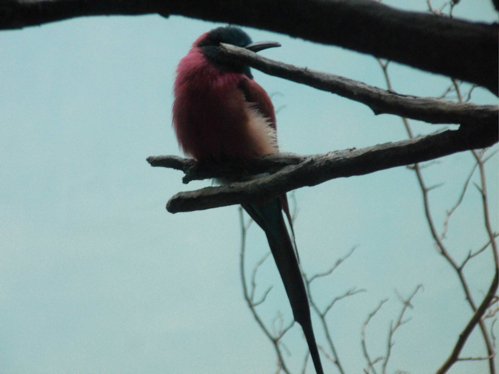 Carmine bee-eater at Bronx zoo 2014-12-27