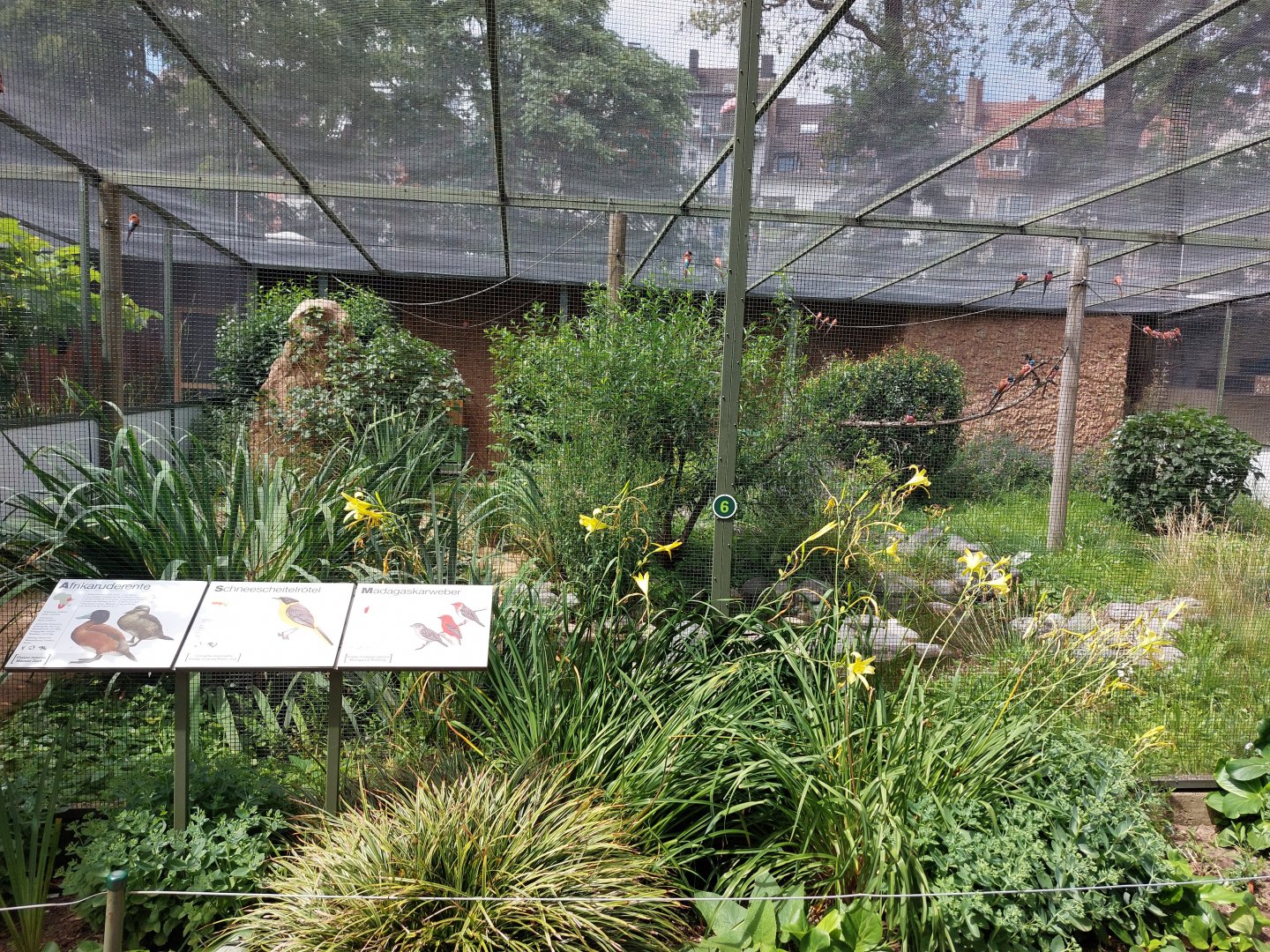 Carmine bee-eater aviary in pheasantry