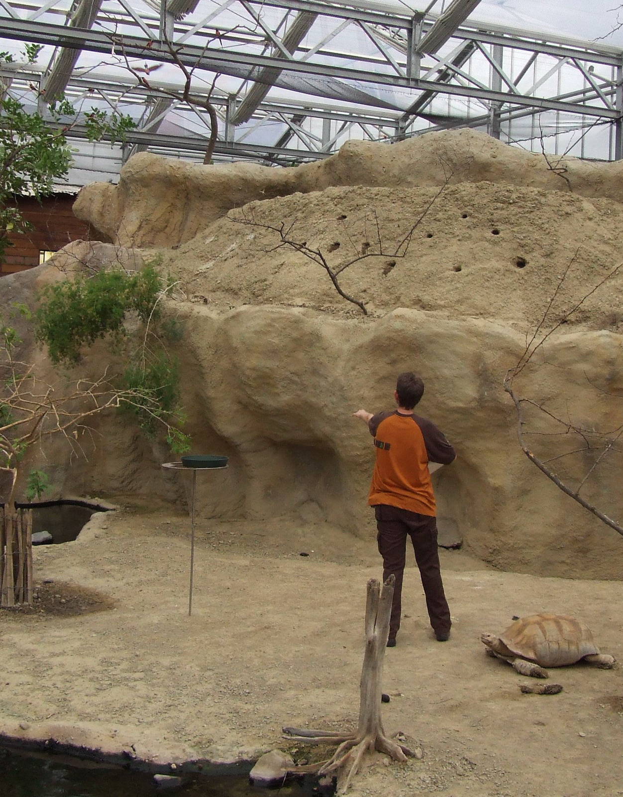 Carmine Bee-eater feeding, Crocodile River