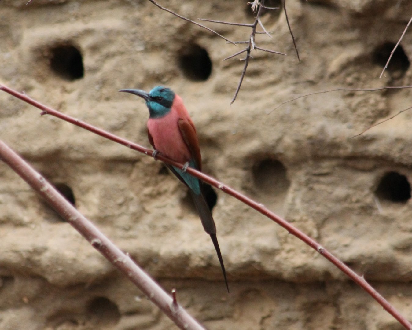 Carmine bee-eater in front of nesting-wall