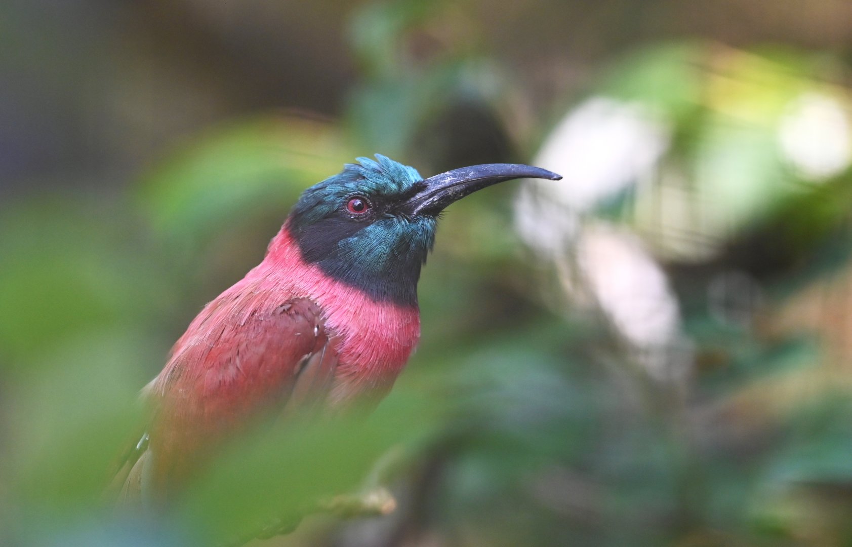 Carmine bee-eater Merops nubicus