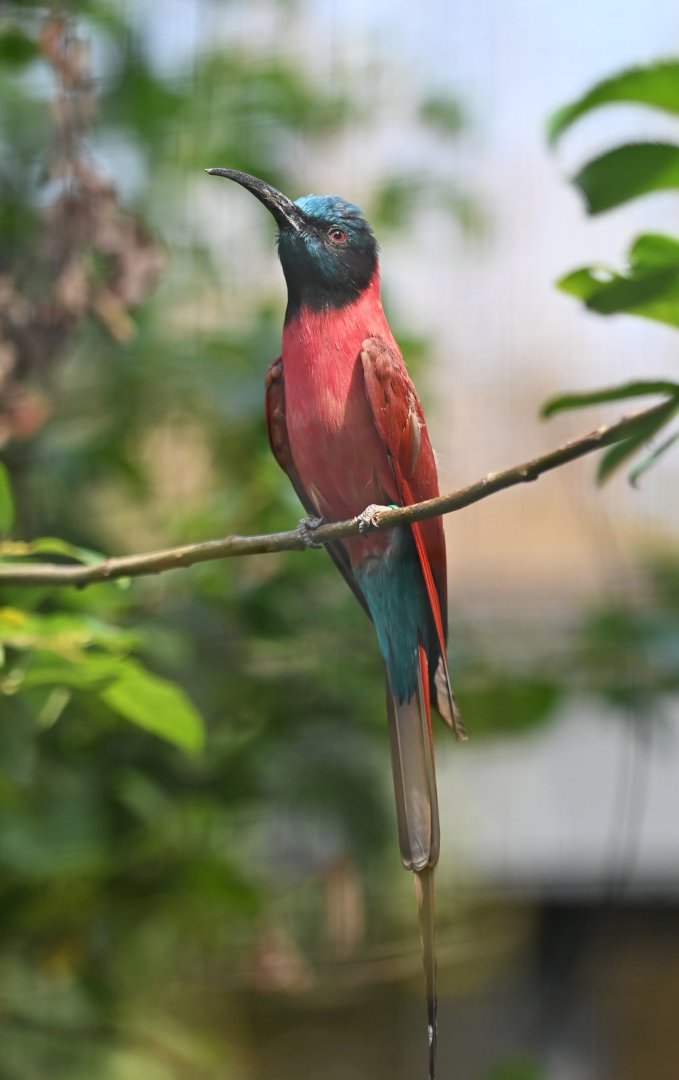 Carmine bee-eater Merops nubicus