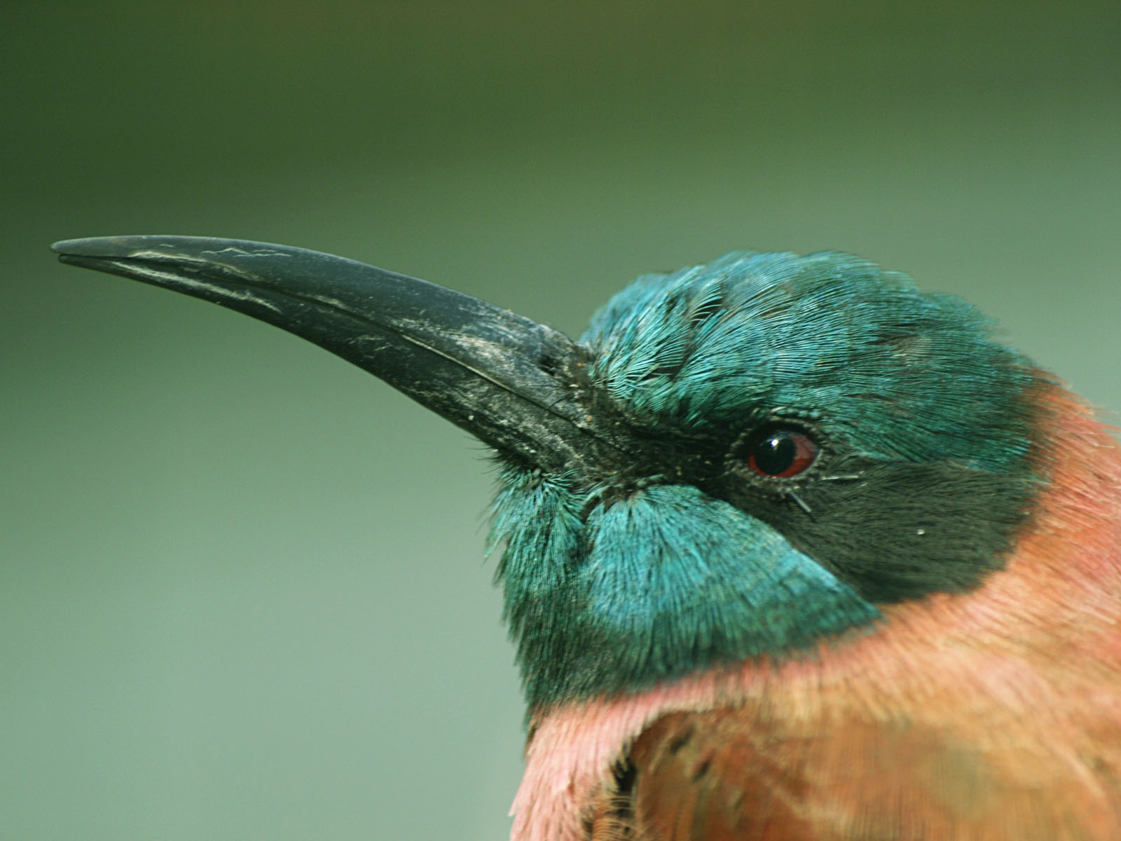 Carmine Bee-eater