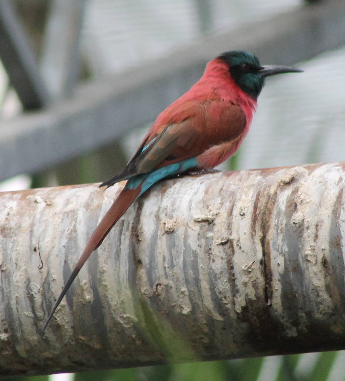 Carmine bee-eater
